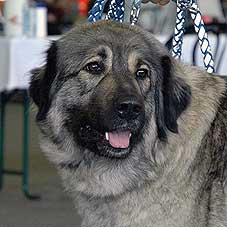 Duska