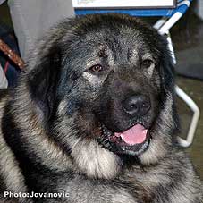 Dusko