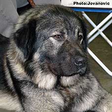 Dusko