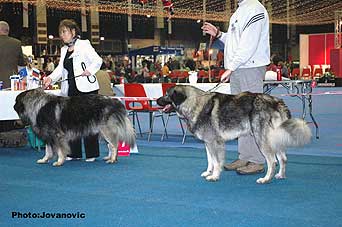 Taz & Dusko