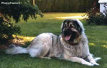 Alan 5.5 years