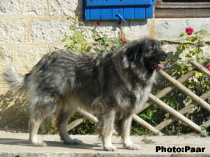 A&euml;l 8,5 ans
