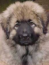 sarplaninac Agat