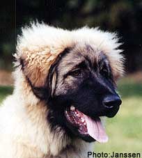 sarplaninac Agat 5 months
