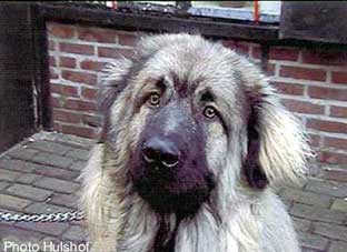 sarplaninac Agat 9 months