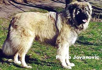 sarplaninac Agat 1 year