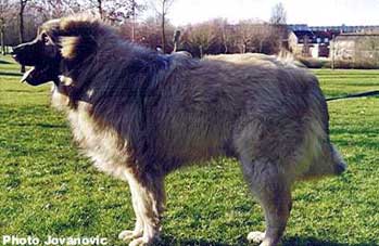 sarplaninac Agat 1 years