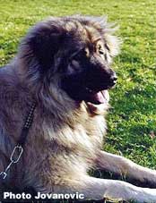 sarplaninac Agat 1 year