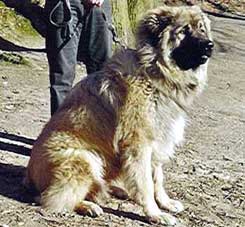 sarplaninac Agat 1 year