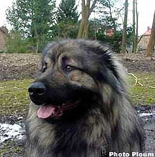 sarplaninac Agat 2 years