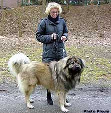 sarplaninac Agat 2 years