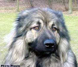 sarplaninac Agat 2 years