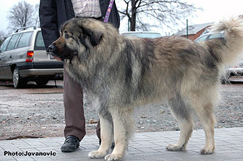 sarplaninac Agat 6 ans