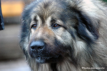 sarplaninac Agat 6 ans