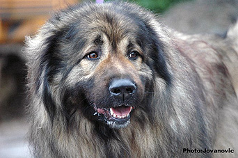 sarplaninac Agat 6 ans