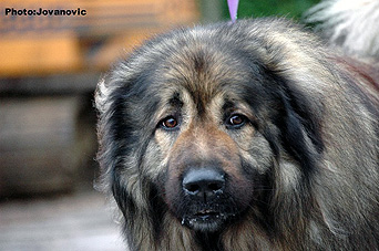 sarplaninac Agat 6 ans