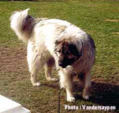 Alan 2 years