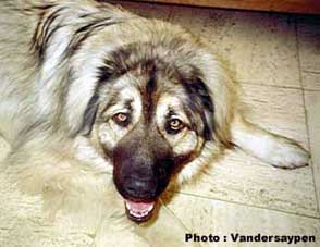 Alan 2 years