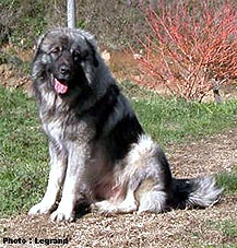 Bigor 1,5 years
