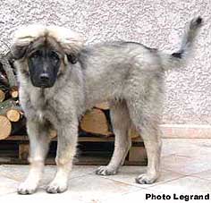Bigor 4,5 months