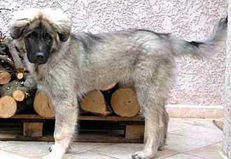 Bigor 4,5 months