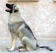 Bigor 5,5 months