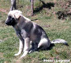 Bigor 6 months
