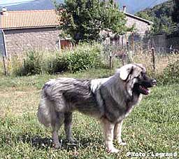 Bigor 7 months
