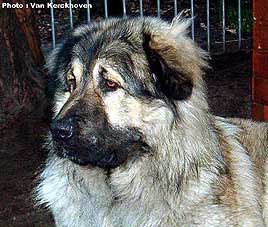 Blachko 1,5 years