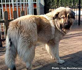 Blachko 1,5 years