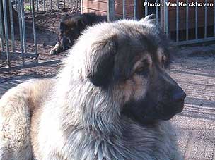 Blachko 1,5 years