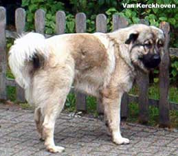 Blachko 1 years