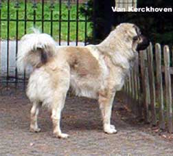 Blachko 1 years