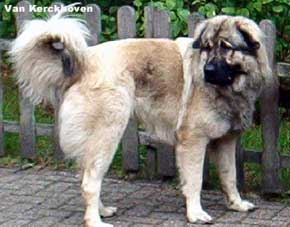 Blachko 1 years