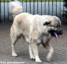 Blachko 1 years