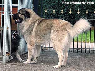Blachko 2,5 years