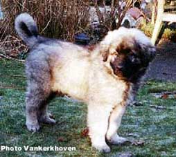 Blachko 2 months