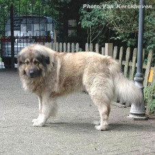 Blachko 5,5 years