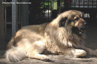 Blachko 5,5 years