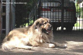 Blachko 5,5 years