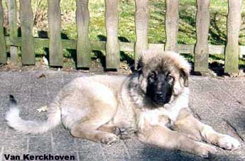 Blachko 5 months