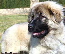 Blachko 5 months