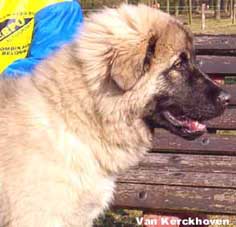 Blachko 5 months