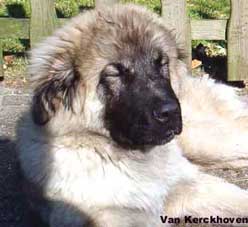 Blachko 5 months