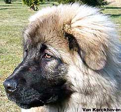 Blachko 5 months
