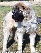 Blachko 5 months