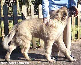 Blachko 5 months