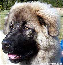 Blachko 5 months