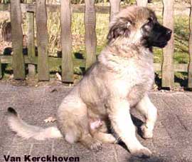 Blachko 5 months