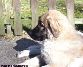 Blachko 5 months